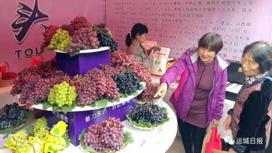 永济市首次举办 “魅力永济、好吃葡萄”营销大会