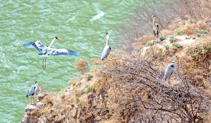 苍鹭筑巢孵卵亮丽平陆县黄河岸边