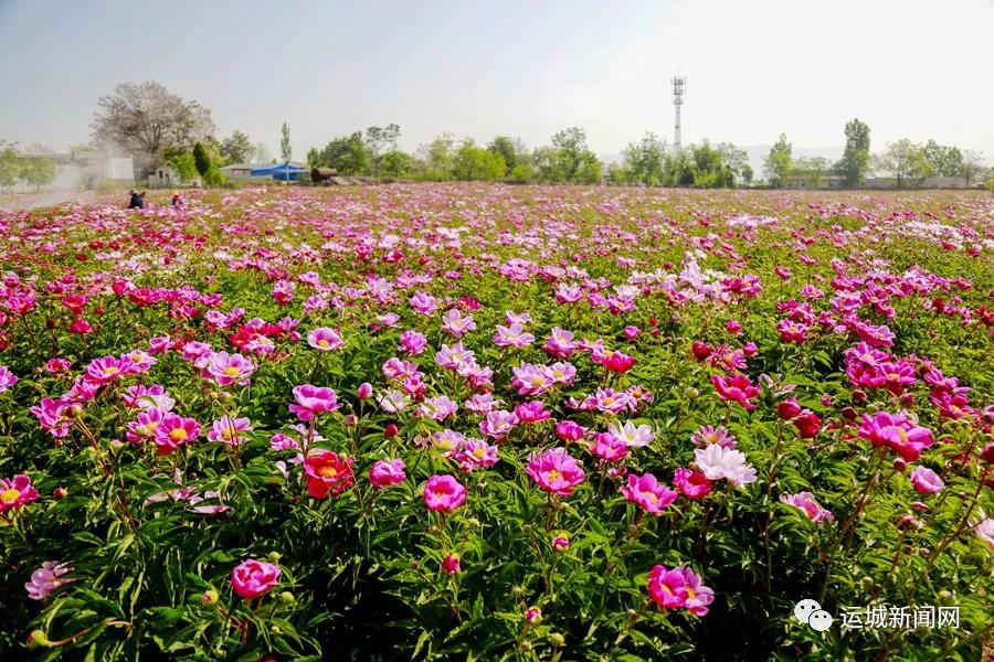 平陆县芍药园引来众多游客