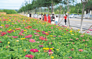 万荣县居民在华康北路街道拍照留念洋菊花