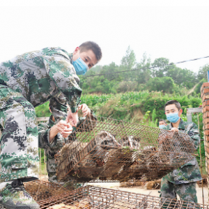 夏县政府放生农户养殖果子狸