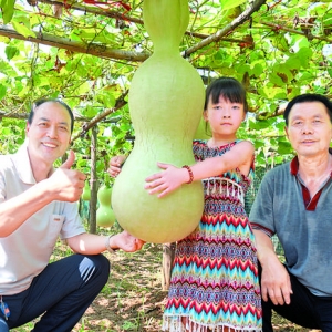 夏县东浒村郑富中培育出巨型“火炬头”葫芦