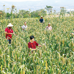 闻喜县河底镇峡峪村小杂粮成为当地农民增收致富的特色产业
