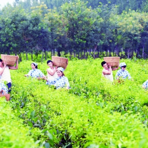 闻喜特色发展起桐乡，饱蘸“农”墨写丰年