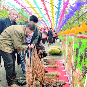 稷山农产品展销会上灯笼辣椒等盆栽引人驻足围观