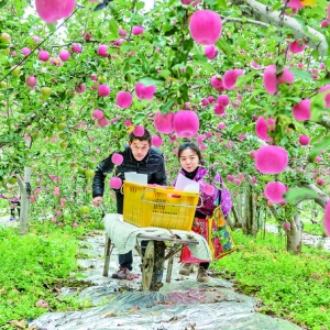 芮城县李家山果农去果博会学习种植新技术和管理新方法