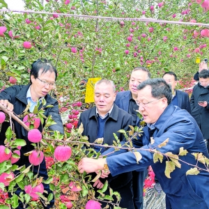 运城市政协委员观摩调研三县(区)果业高质量转型发展成效