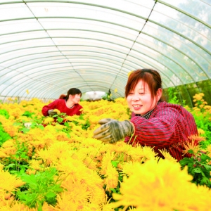 芮城农商银行投放信贷资金6000余万元扶持菊花种植产业