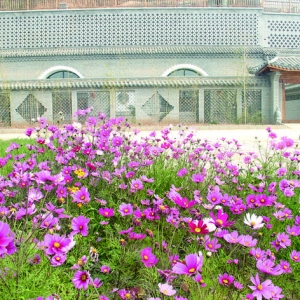 运城市世杰康养小镇格桑花美不胜收
