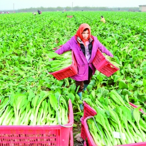 夏县世邦农业开发有限公司带动附近十余个村庄600余人实现就业
