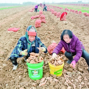 盐湖区北孙坞中药材生地铺了一大片，看了立马想装它两袋