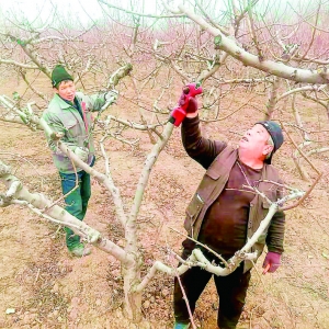 夏县尉郭阴庄村张恩红现代农业修剪技术服务乡农
