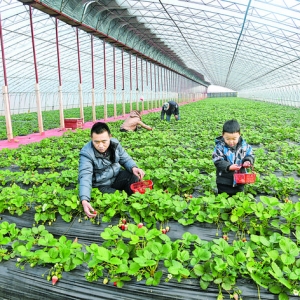 闻喜杜文庆家奶油草莓卖钱卖的多！