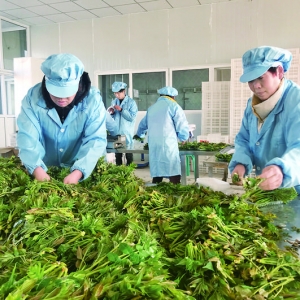 芮城运强香椿销往全国各地
