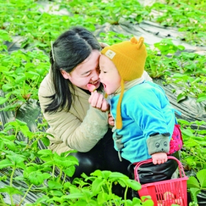 芮城红河谷家庭农场草莓吸引了本地及周边的游客