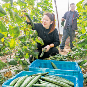 盐湖区南贾村村黄瓜年收入可达5万多元