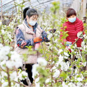 盐湖区龙居镇赵村樱桃花在绿叶衬托下显得别致动人