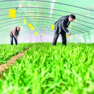 盐湖区刘村庄大棚韭菜上市