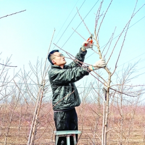 平陆风口桃花源现代农业产业园区利用技术试验桃树品种