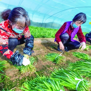 盐湖区刘村庄村1500多亩韭菜装车外销