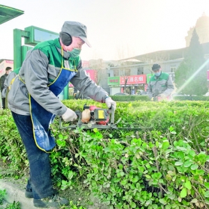 运城市园林绿化服务中心清洗和浇灌中心城区绿篱
