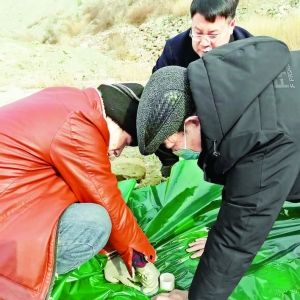 盐湖区黄花峪村“两委”矿坑生态修复采用“树葆”结合种植巴旦木