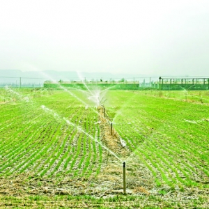 河津市阳村乡对麦田进行节水灌溉