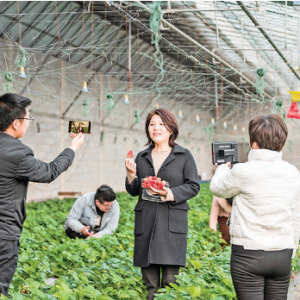 芮城县南磑镇种植户通过网络宣传带动收入增长