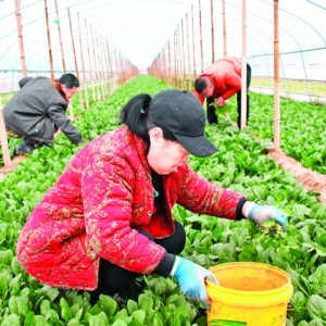 闻喜县西官庄村大棚蔬菜种植致富