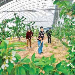 闻喜县河底镇茨洼村发展特色水果种植壮大村集体经济