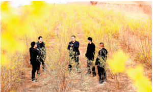 马蹄古垛村连翘基地成为村民增收致富的主导产业