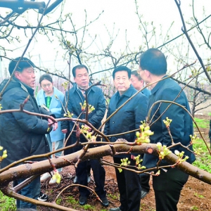 运城市果业发展中心调研果业防寒防冻工作