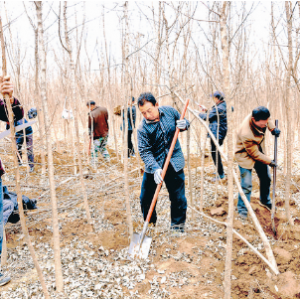 山西特桂绿农园艺科技有限公司挖掘移栽高山流苏砧木