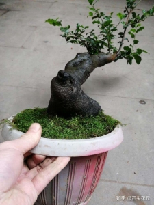 5种常见的盆景有哪些