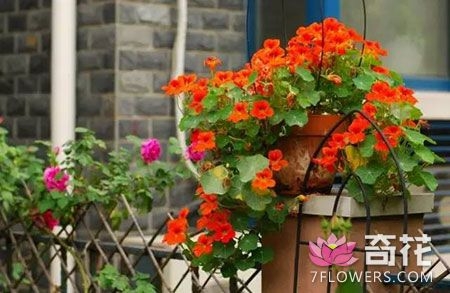 7种适合家庭吊着养的盆栽