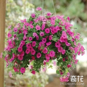 7种适合家庭吊着养的盆栽