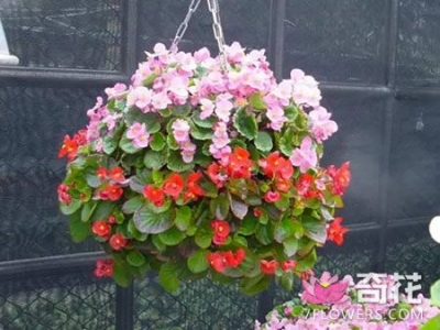 7种适合家庭吊着养的盆栽