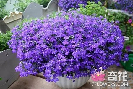 7种适合家庭吊着养的盆栽