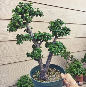 5种常见的盆景有哪些