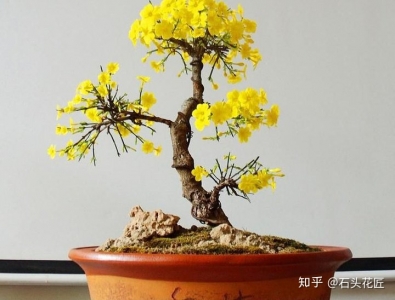 5种常见的盆景有哪些