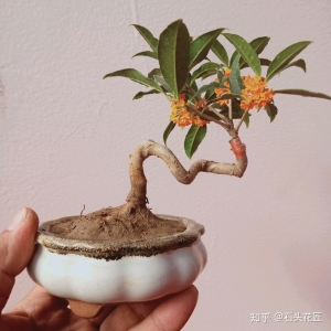 5种常见的盆景有哪些