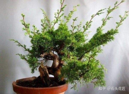 5种常见的盆景有哪些