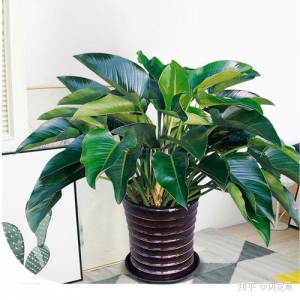 大叶金钻盆栽的养护知识