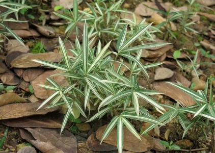 菲白竹盆景制作