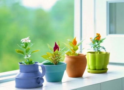 家中盆栽摆放有哪些讲究