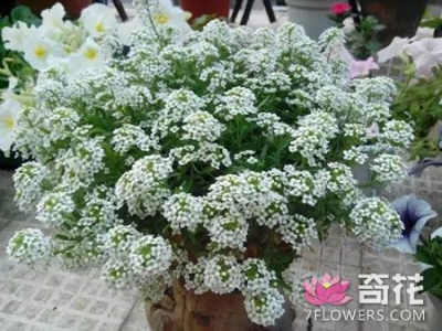 7种适合家庭吊着养的盆栽