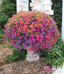 7种适合家庭吊着养的盆栽