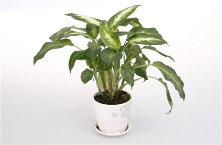 盆栽和盆景的区别