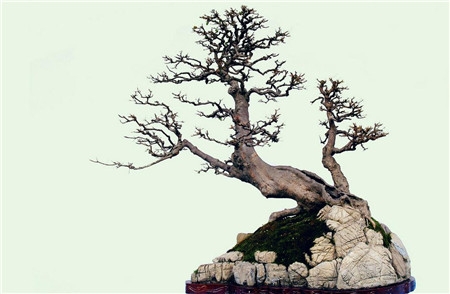 盆栽和盆景的区别