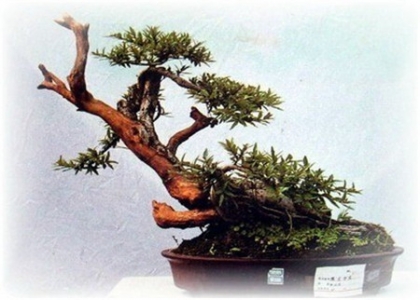 什么是树桩盆景